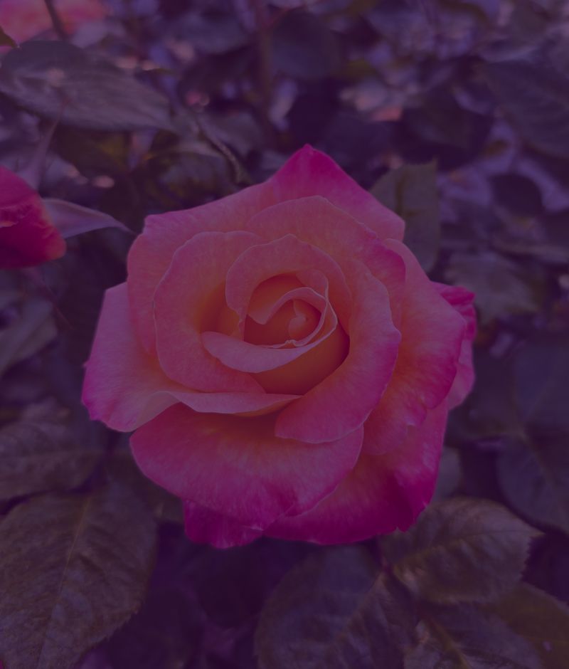 Pink rose in fully bloom symbolizing psychic rose readings and intuitive guidance